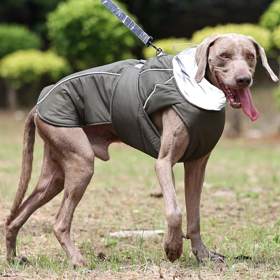 manteau pour chien campagne laisse