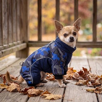 Manteau pour Chien en automne sur terrasse