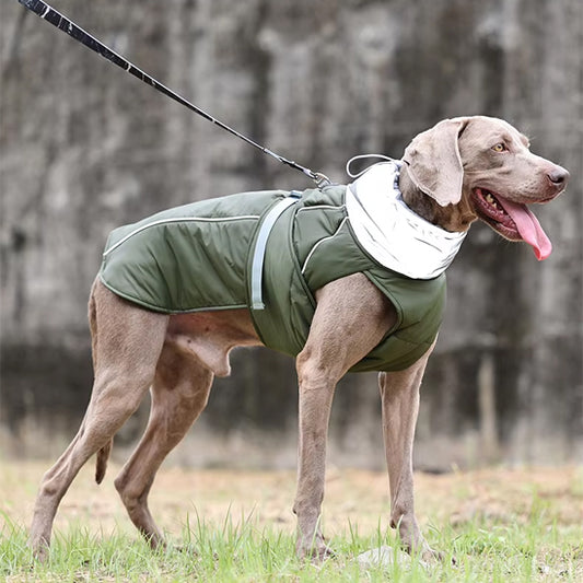 manteau pour chien laisse
