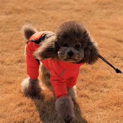 Manteau pour Chien matelassé douillet