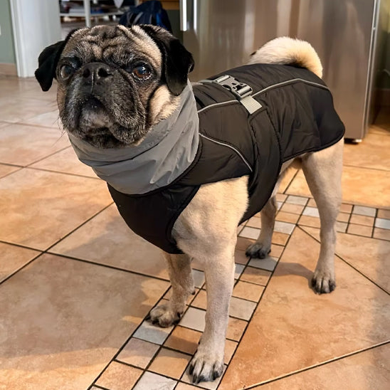manteau pour chien noir carrelage