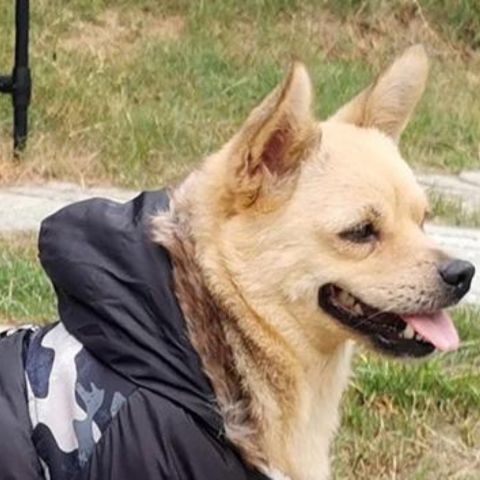 manteau pour chien noir
