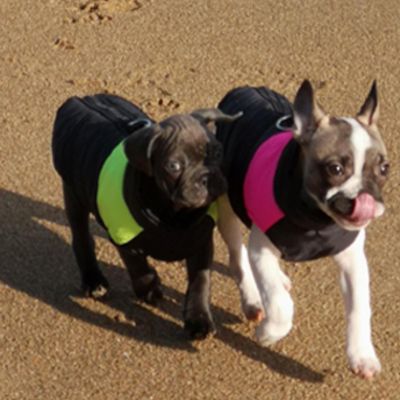 manteau pour chien plage