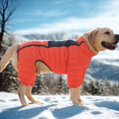 Manteau pour chien protection du froid