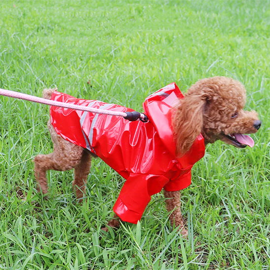 manteau pour chien rouge laisse