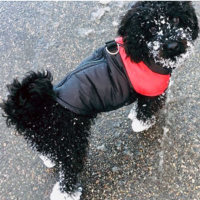 manteau pour chien rouge neige