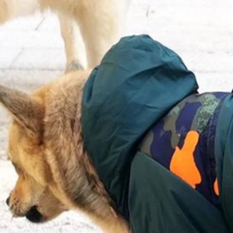 manteau pour chien vert capuche