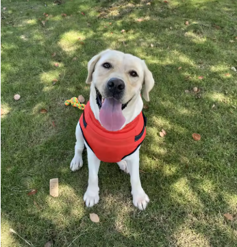 manteau chien grande taille rouge labrador