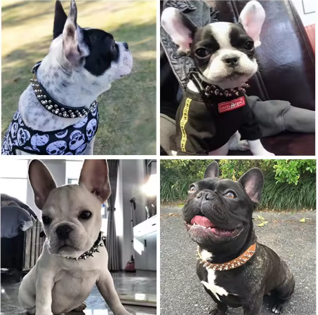 modèle couleur collier pour chien punkrock