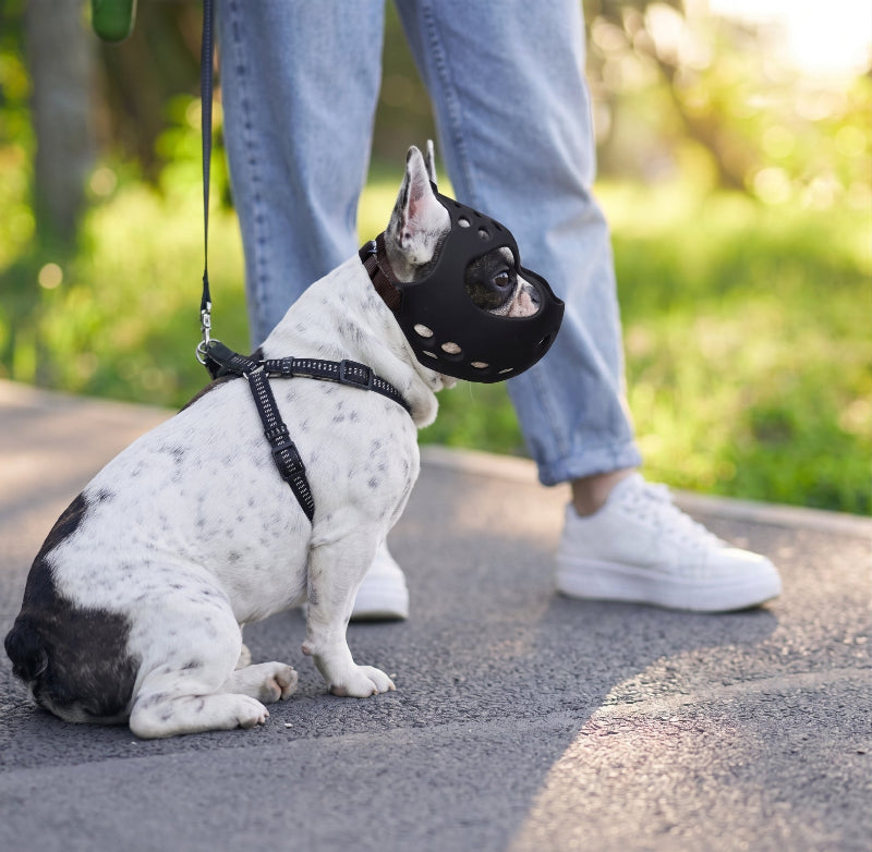 Muselière pour chien brachycéphale bouledogue Français