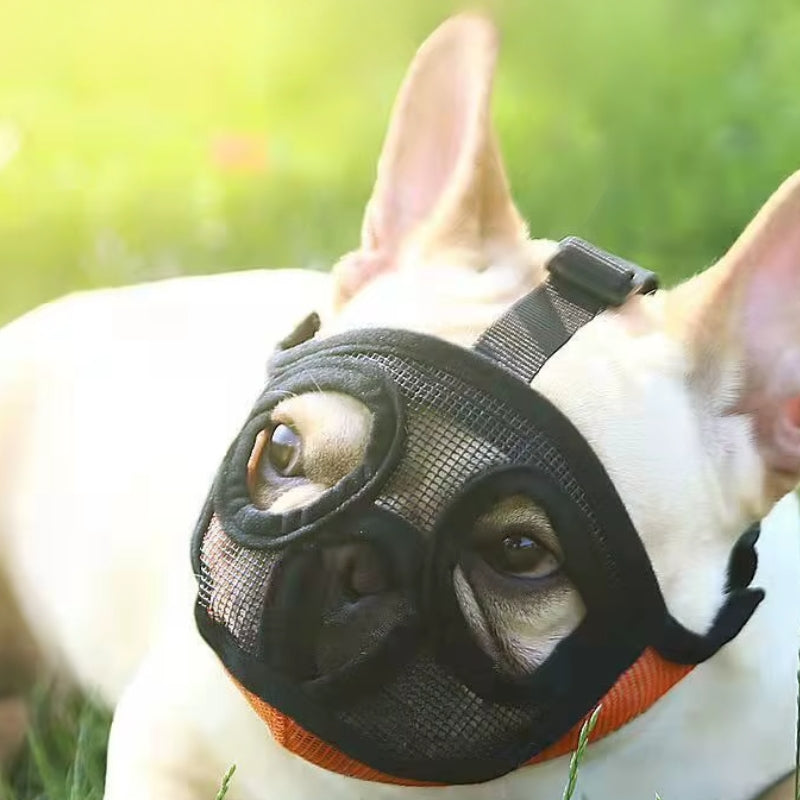 Muselière bouledogue brachycephale