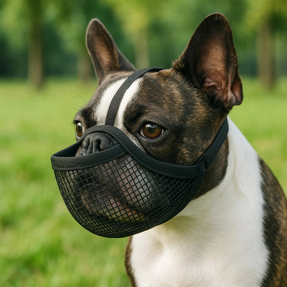 Muselière brachycéphale bouledogue Français