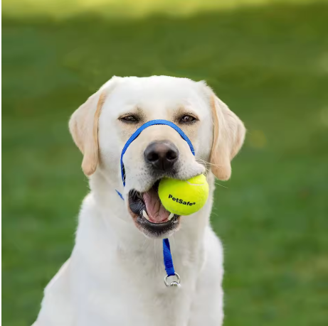 Muselière chien bleu labrador balle tennis