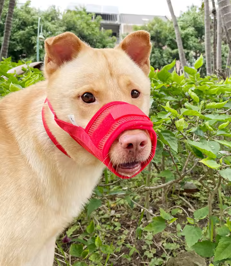 Muselière ergonomique chien extérieur