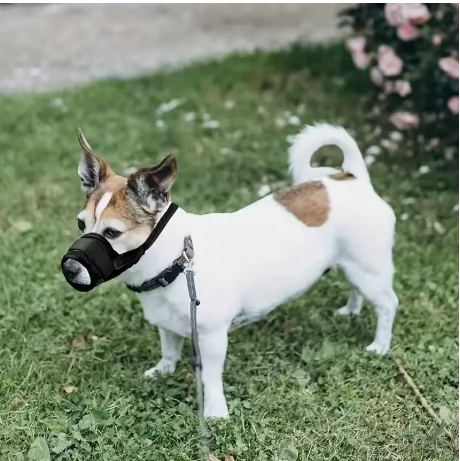 Muselière ergonomique petit chien