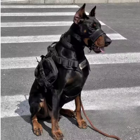 Muselière pour chien assure sécurité