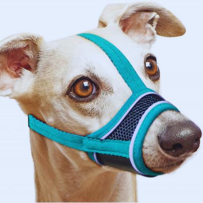 Muselière pour chien bleu turquoise
