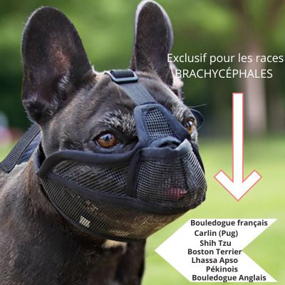 Muselière pour chien brachycéphale