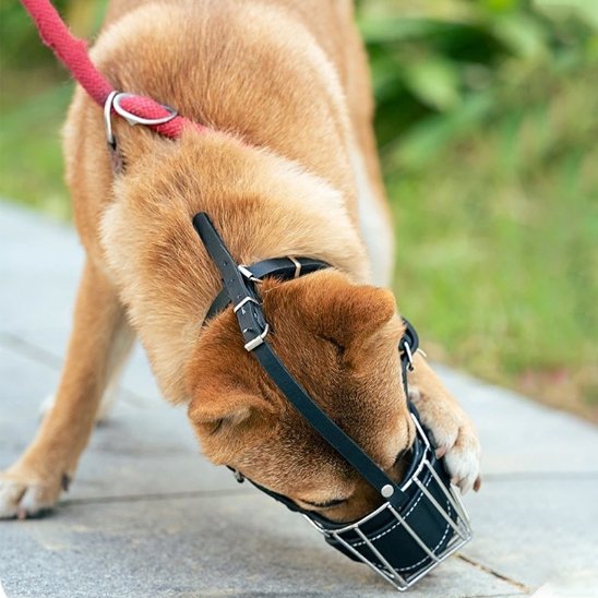 Muselière pour chien cuir éducation chien