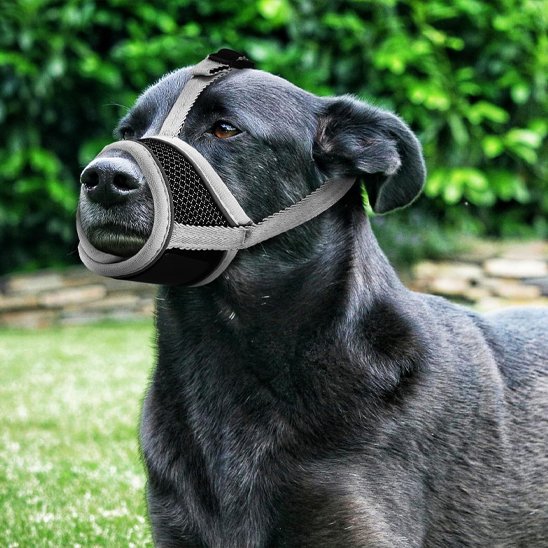Muselière pour chien-protection sereine