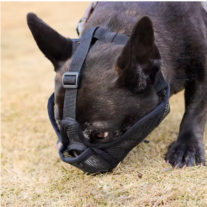 Muselière respirante pour chien brachycéphale anti-morsure