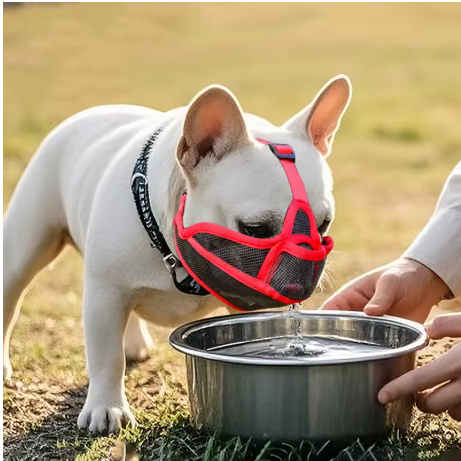 Muselière respirante pour chien brachycéphale entrain boire
