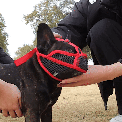 Muselière respirante pour chien brachycéphale vidéo