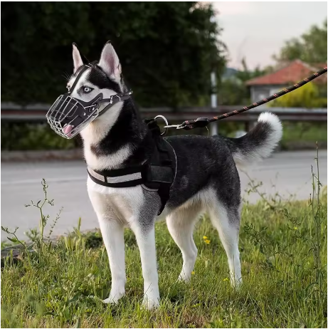 Muselière pour chien cuir grille métallique husky