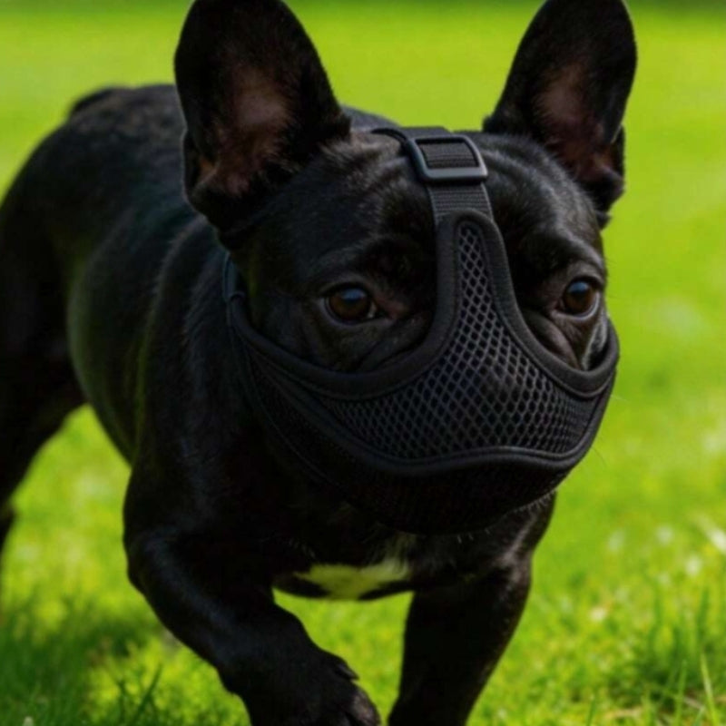 Noir muselière adaptée aux chiens brachycéphale