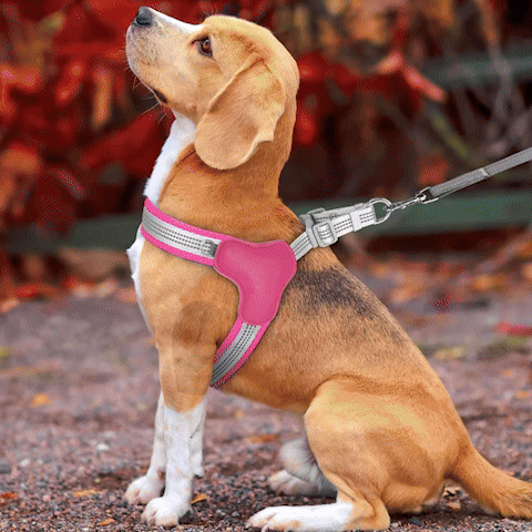 passage gif harnais pour chien