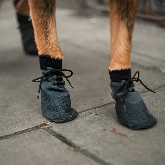 patte de chien avec Chaussure Chien