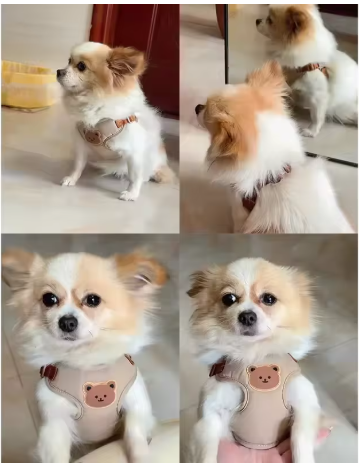 petit chien action harnais pour petit chien