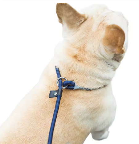 Petit chien assis laisse pour chien