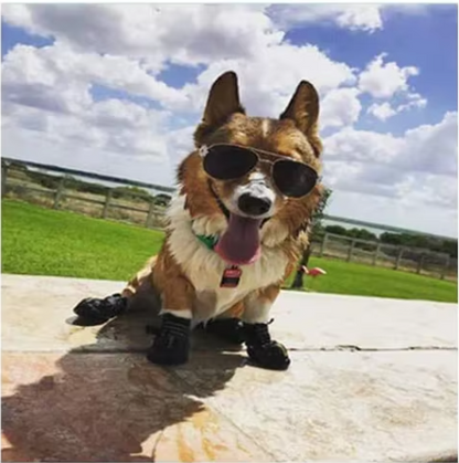 Petit chien assis pierre été chaussure pour chien