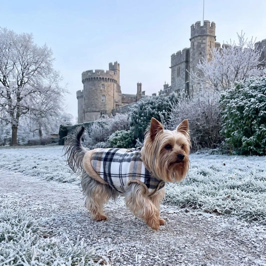 Petit chien balade parc château manteau pour chien