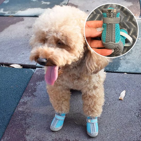 Petit chien haletant après une course avec ces chaussure chien