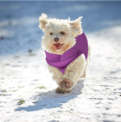 petit chien neige manteau chien