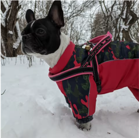Petit chien neige manteau pour chien harnais