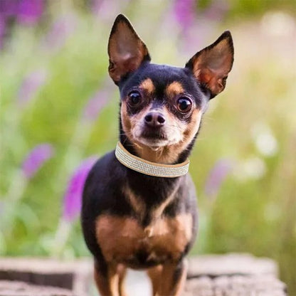 petit chien regarde collier chien brun