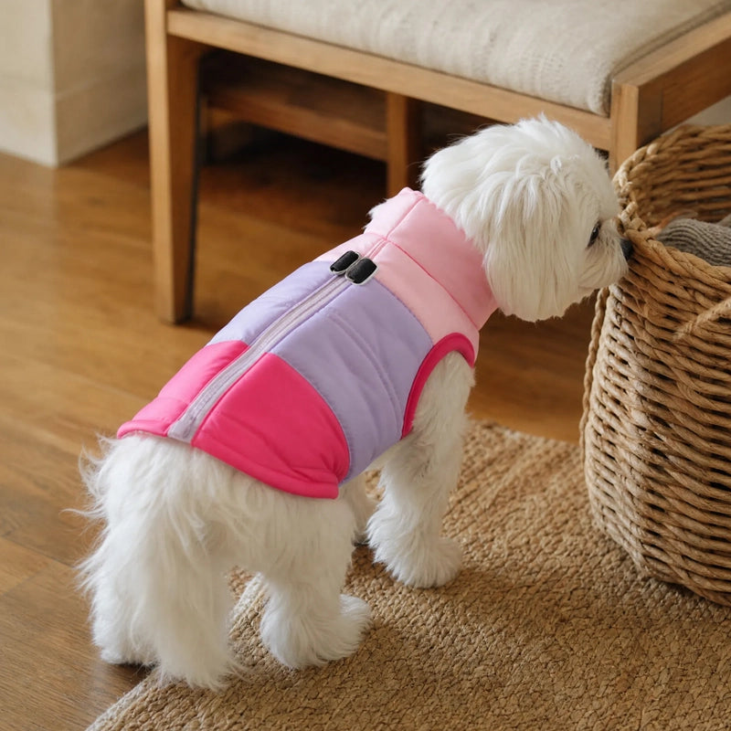 Petit chien renifle panier portant manteau chien
