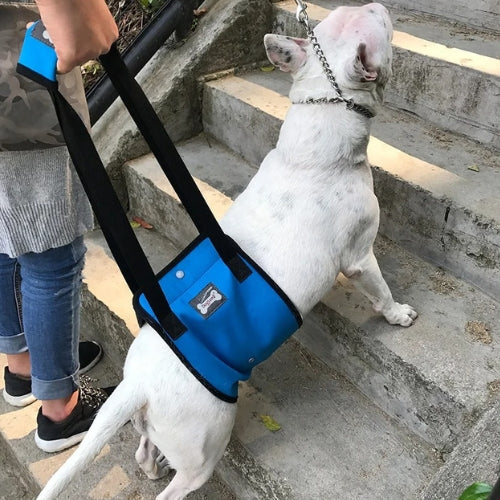Pic bulle âgés monte marche harnais de levage pour chien