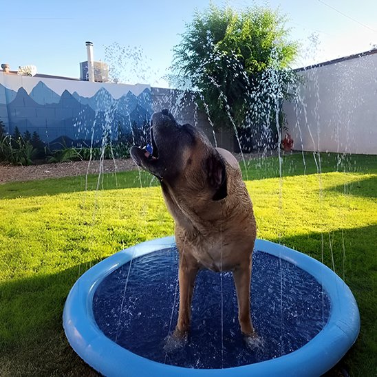 Piscine pour chien été jardin
