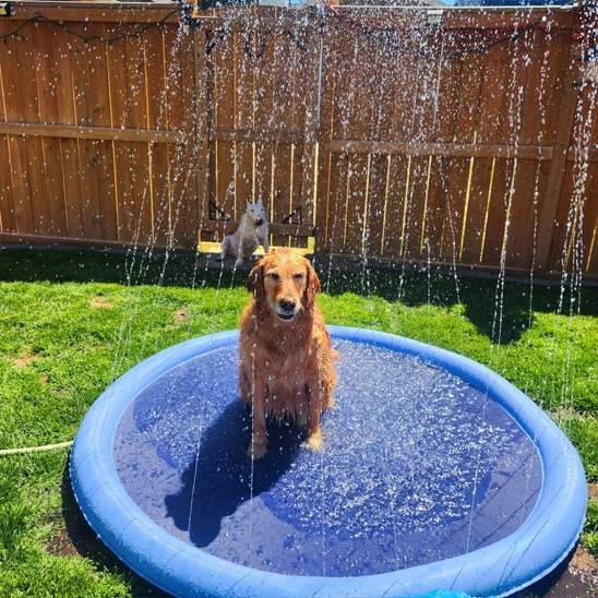 Piscine pour chien grand format 