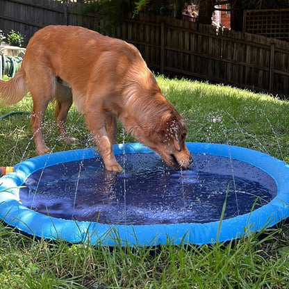Piscine pour chien résistante griffes