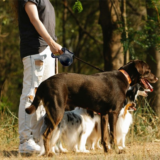 plusieurs chiens laisse a enrouleur pour chien