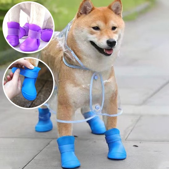 plusieurs couleurs  de chaussure chien