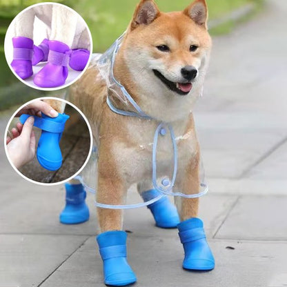 plusieurs couleurs  de chaussure chien