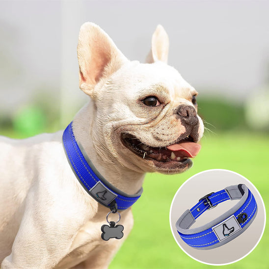 presentation collier chien bleu