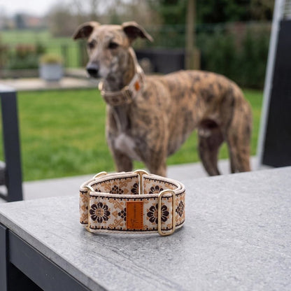 Présentation magnifique Collier pour Chien