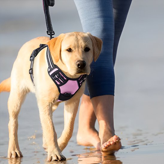 promenade bord mer harnais pour chien